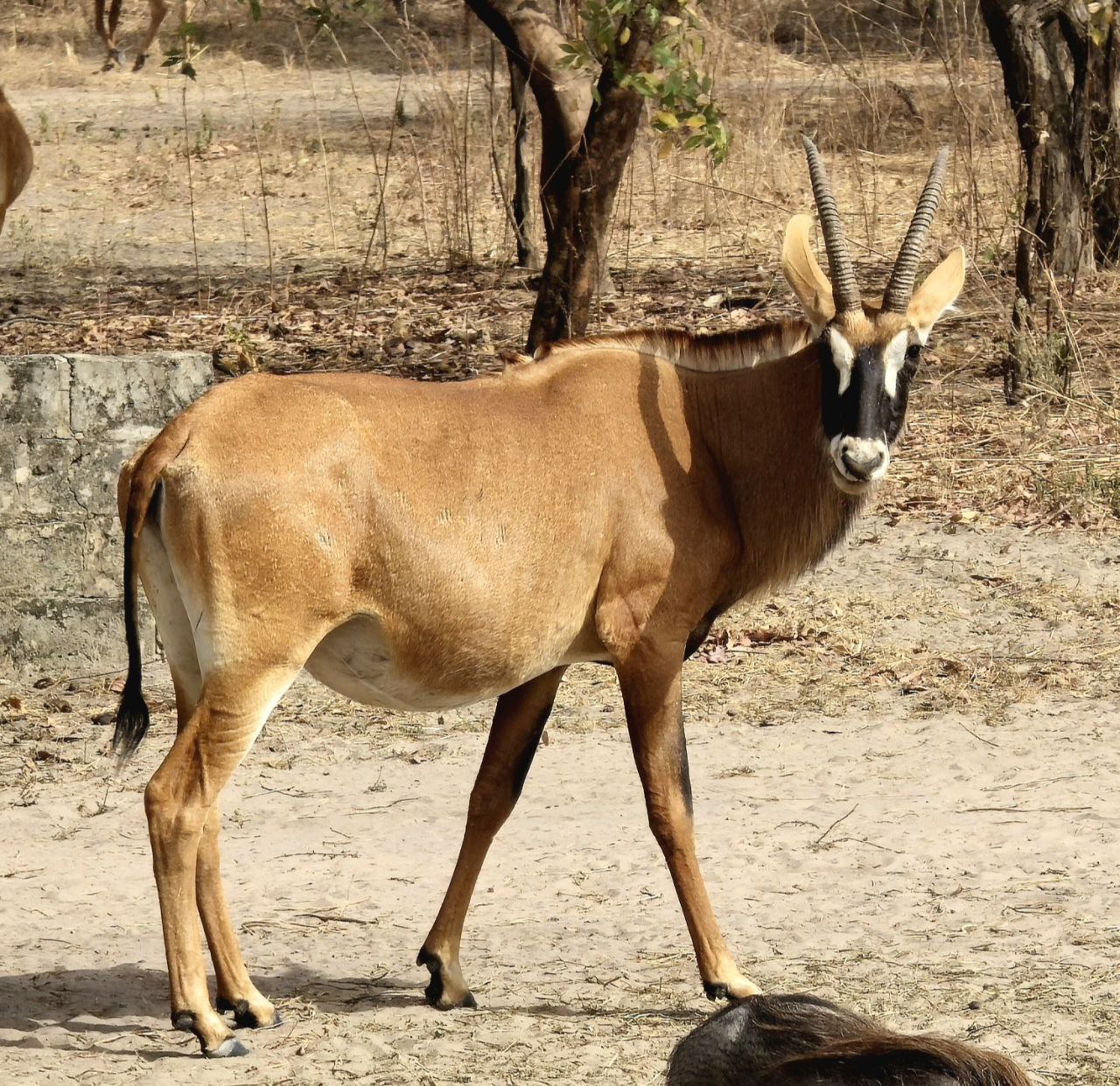 Safari Fathala